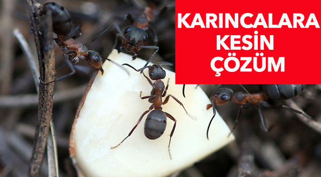 Karıncaları öldürmeden evden uzaklaştıracak doğal yöntemler: Hem ucuz hem etkili... Evinizdeki karıncaları yok etmek için mutlaka deneyin Karıncaları öldürmeden evden uzaklaştıracak doğal yöntemler: Hem ucuz hem etkili... Evinizdeki karıncaları yok etmek için mutlaka deneyin