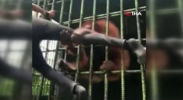 Orangutan bacağından yakaladığı adamı bırakmadı Orangutan bacağından yakaladığı adamı bırakmadı