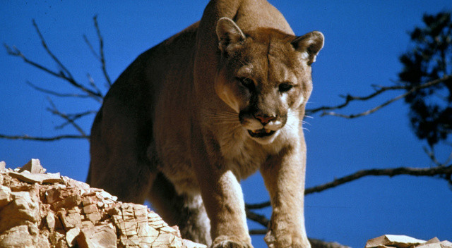 Puma, saklambaç oynayan 9 yaşındaki kıza saldırdı Puma, saklambaç oynayan 9 yaşındaki kıza saldırdı