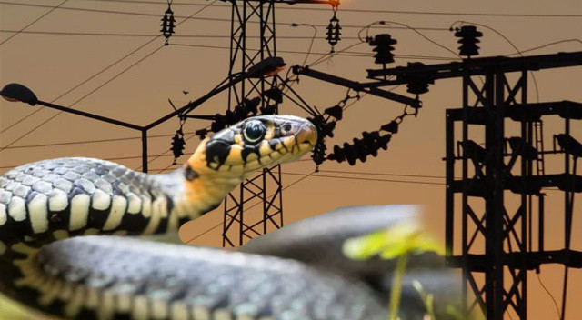 Yılan yüzünden şikayet alan yetkililer, elektrik trafo merkezindeki feci görüntü nedeniyle donup kaldı Yılan yüzünden şikayet alan yetkililer, elektrik trafo merkezindeki feci görüntü nedeniyle donup kaldı