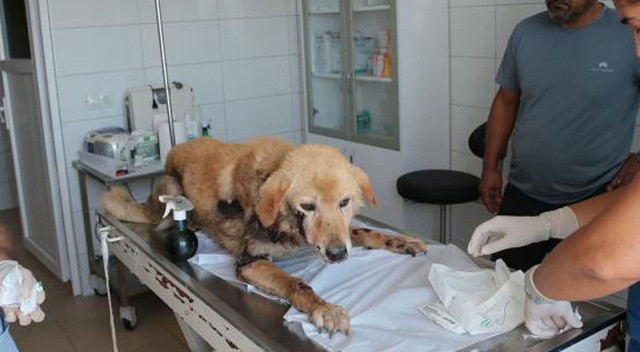 Köpeğini araca bağlayarak sürüklemişti.. İşte o sürücünün cezası belli oldu Köpeğini araca bağlayarak sürüklemişti.. İşte o sürücünün cezası belli oldu