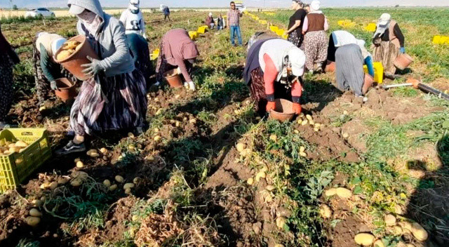 Sarı altında rekolte yüzleri güldürdü: 2 belde ve 16 köy geçimini buradan sağlıyor