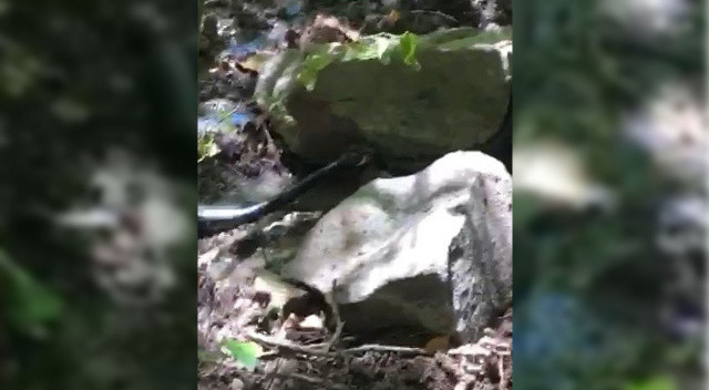 Yılanların amansız mücadelesi kamerada: 2 metre boyundaki iki yılan birbirini böyle yemeye çalıştı Yılanların amansız mücadelesi kamerada: 2 metre boyundaki iki yılan birbirini böyle yemeye çalıştı