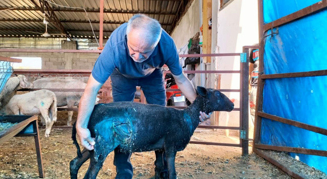 Başıboş köpekler çiftliklere dadandı Başıboş köpekler çiftliklere dadandı