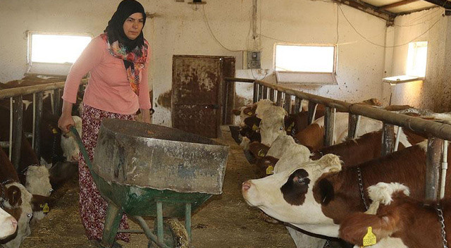 Milyonları ilgilendiriyor! Sözleşmeli besicilik destekleme ödemeleri belli oldu Milyonları ilgilendiriyor! Sözleşmeli besicilik destekleme ödemeleri belli oldu