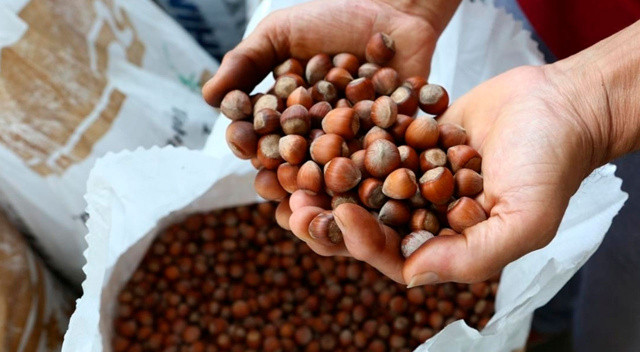 Sanayi ve Teknoloji Bakanlığı yeni projeyi duyurdu: 3 ayaklı yeşil fındığın değerini artıracak Sanayi ve Teknoloji Bakanlığı yeni projeyi duyurdu: 3 ayaklı yeşil fındığın değerini artıracak