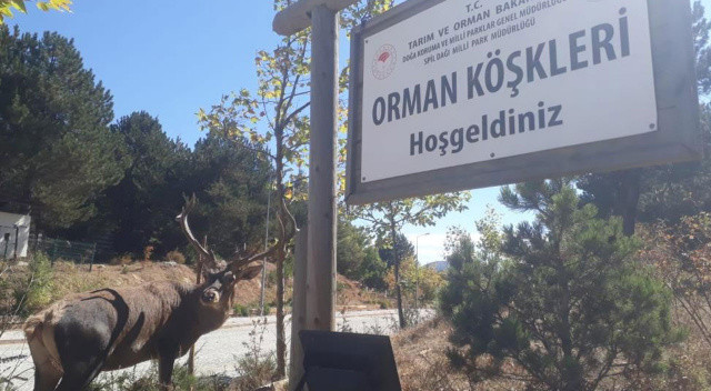 Restoran şefinin geyikle muhabbeti gündem olmuştu!  Adaptasyon sürecini bozuyor: Artık yasak