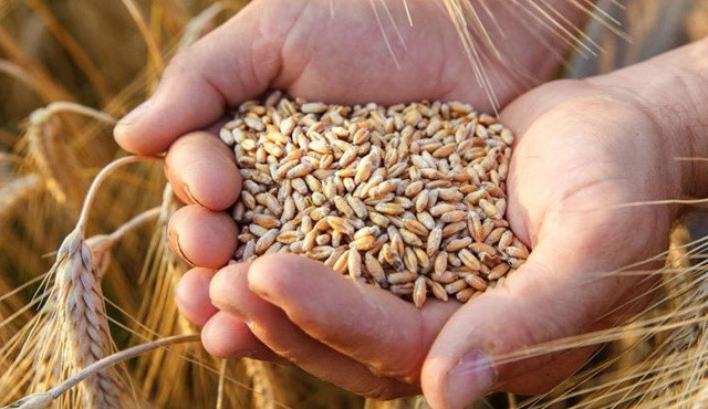 Üreticiye uygun fiyatlı arpa ve mısır Üreticiye uygun fiyatlı arpa ve mısır