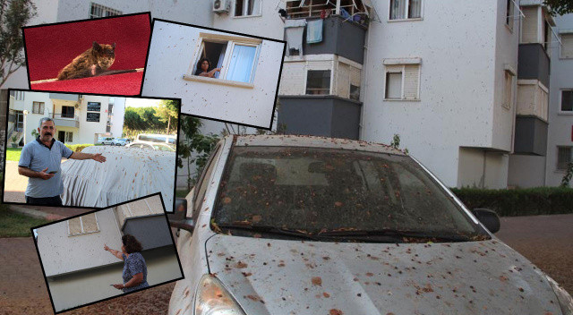 Yarasa kabusu mahalleliyi bezdirdi! Binalar, arabalar yollar... Vatandaşlar yardım bekliyor Yarasa kabusu mahalleliyi bezdirdi! Binalar, arabalar yollar... Vatandaşlar yardım bekliyor