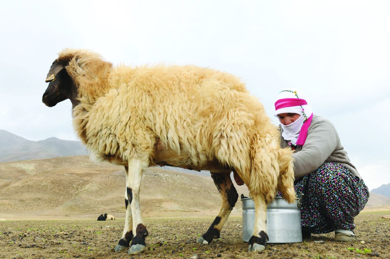Sağlık ve lezzetin buluşması: Tereyağı