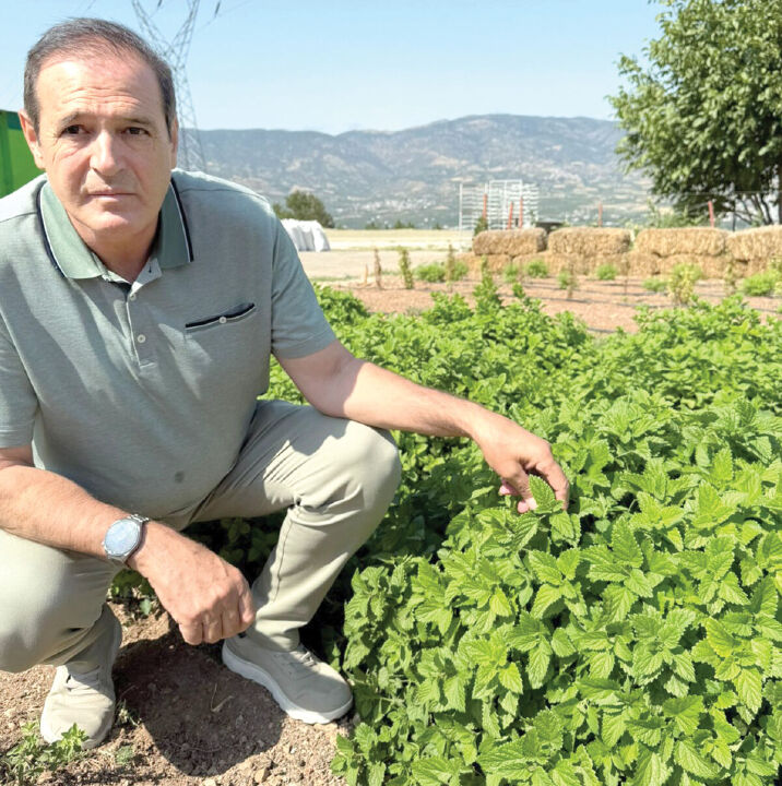 Yabani otu altına çevirdi