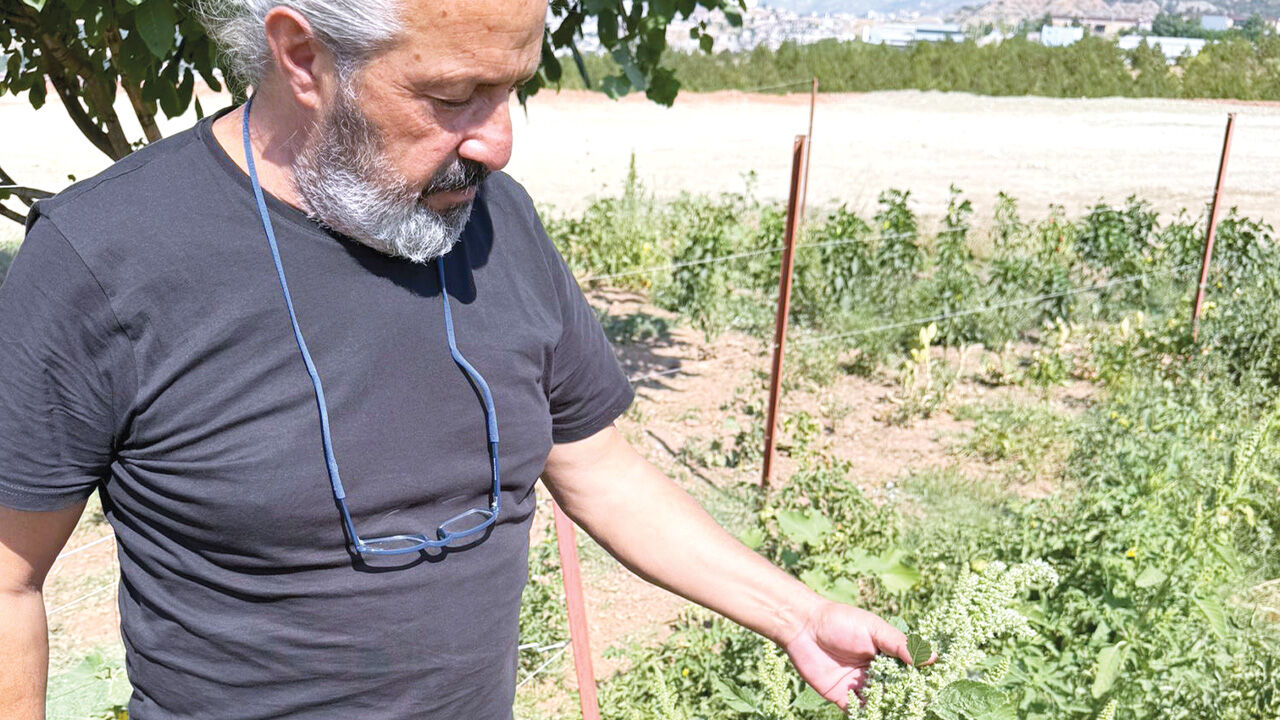 Yabani otu altına çevirdi