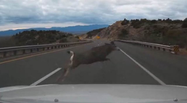 Aniden yola çıktı!