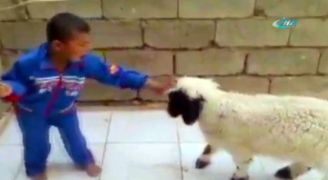 Çocuk ve kuzunun güldüren kavgası