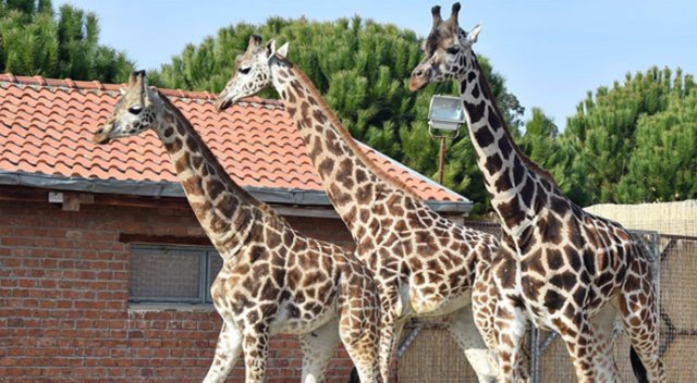 Zürafa Zarife'nin yalnızlığı bitti