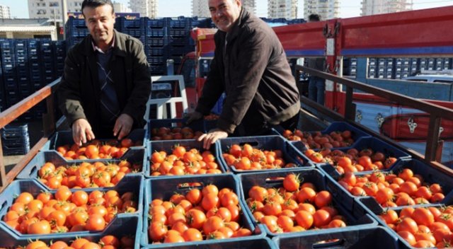Domates dalından vatandaşa dört kat pahalıya ulaşıyor