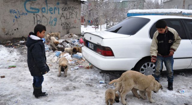 Yavru köpekler miniklere emanet