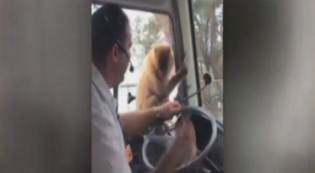Maymun usta hırsızlara taş çıkarttı