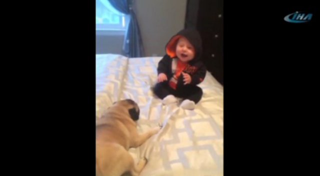 Yavru köpek minik dostuna yapmadık şaklabanlık bırakmadı
