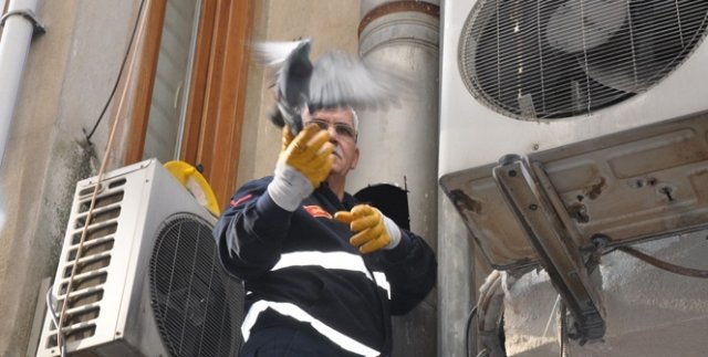Bacayı kesip güvercinleri kurtardılar