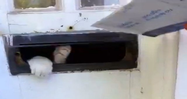 Bu kedi mektup almayı sevmiyor