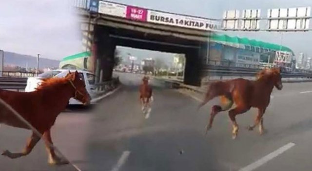 Bursa'da otobanda araçlarla yarışan at