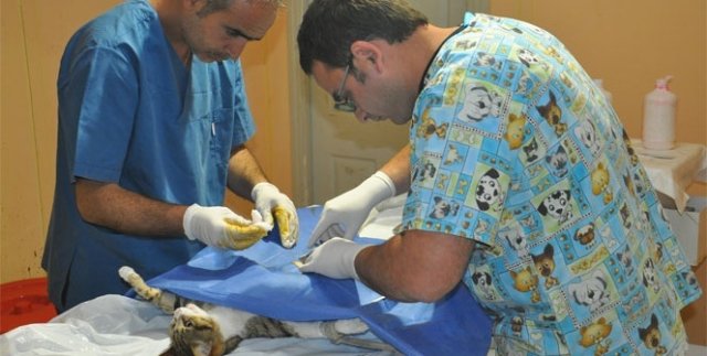 Doğum sancısı çeken kedi polise sığındı