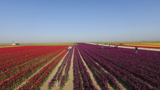 Lale tarlası adeta dev bir gökkuşağını andırdı