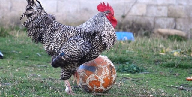 Top oynayan 'Horozoviç'