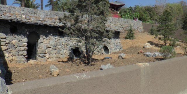 Türkiye’nin ilk çizgili sırtlanı Darıca’ya gelecek