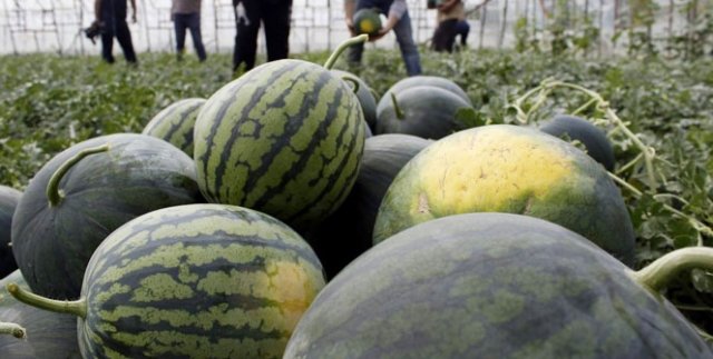 Türkiye’nin ilk karpuz hasadı Antalya’da başladı