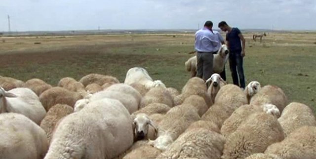 Aksaraylı çobanların evlenememe isyanı