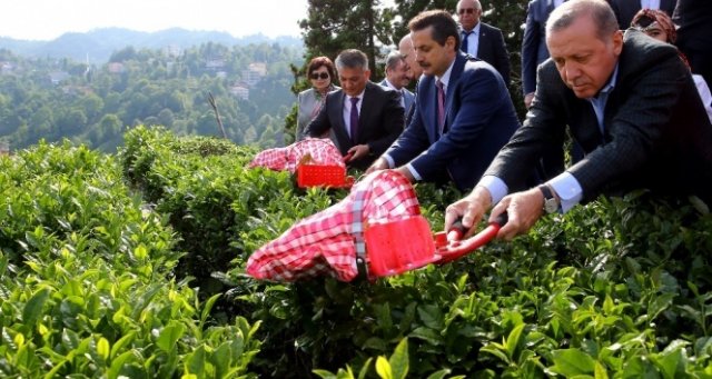 Cumhurbaşkanı Erdoğan çay bahçesine girdi