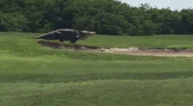 Golf sahasında dev timsah!