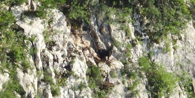 'Karakız' 14 gündür kurtarılmayı bekliyor