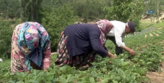 Dağ çileğini mayıs yağmurları vurdu