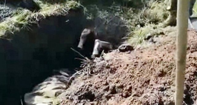 Ukraynalı askerler Rus ayrılıkçıyı diri diri gömdü
