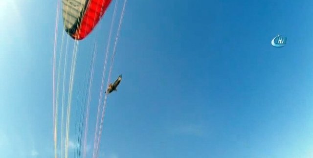 Yamaç paraşütçüsü kartal saldırısına uğradı