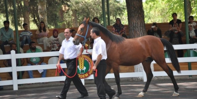 Yarış atları ev fiyatına alıcı buldu