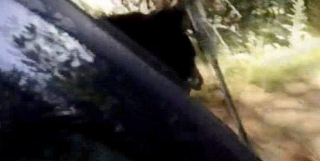 İnanılır gibi değil! Bagajda ayı var