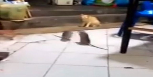 Dev fareler birbirine girdi, kedi şaşkınlıkla izledi
