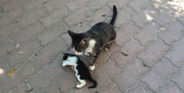 Kedi de olsa o bir anne!