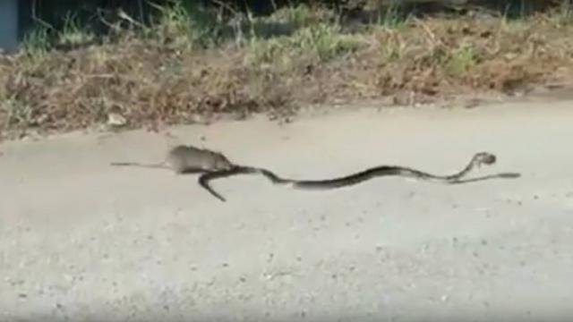 Sosyal medya bu fareyi konuşuyor