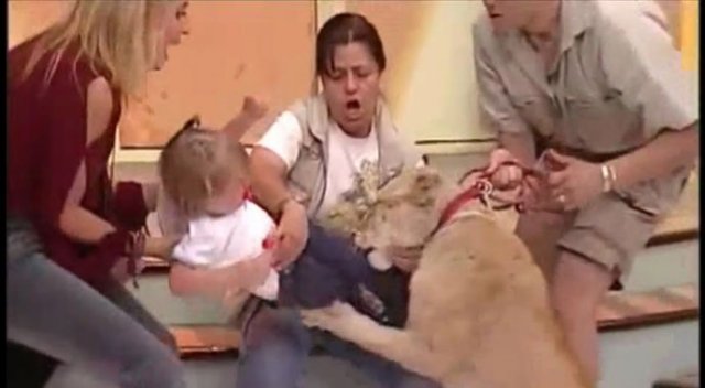 Aslan canlı yayında çocuğa saldırdı, annesi gülerek izledi!