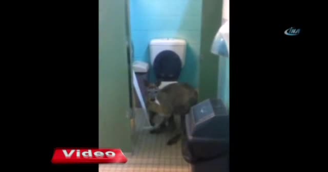 Evde tuvalet kağıdı yiyen bir kanguruyla karşılaştılar