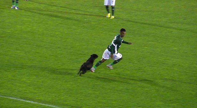 Sahaya giren köpek futbolcuları kovaladı