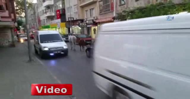 Atlar trafikte şahlanarak gidiyor