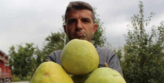 Bu armutların bir tanesi 4 kişiyi doyuruyor