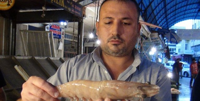 Dev karides görenleri şaşırtıyor
