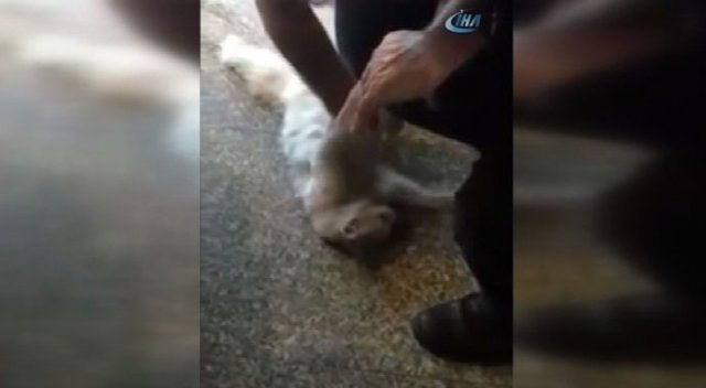 Hastane kapısında sıkışan kediye kalp masajı